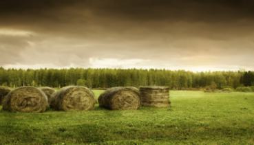 Natur 007