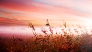 Natur 008