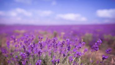 Natur 018