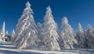 Natur 028