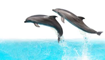 Tiere im Wasser 001