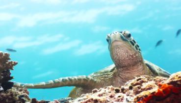 Tiere im Wasser 002