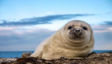 Tiere im Wasser 012