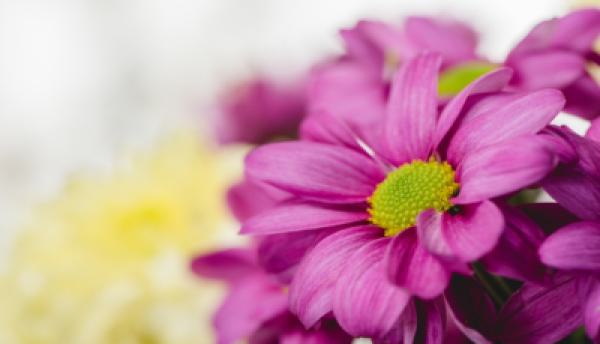 Blumen 011
