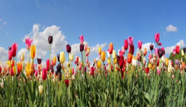 Frühling 004