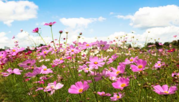 Frühling 005