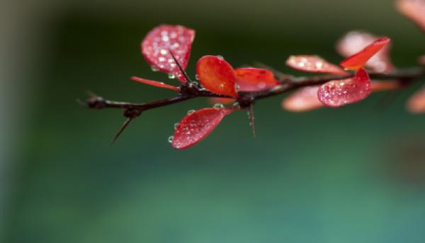 Herbst 009