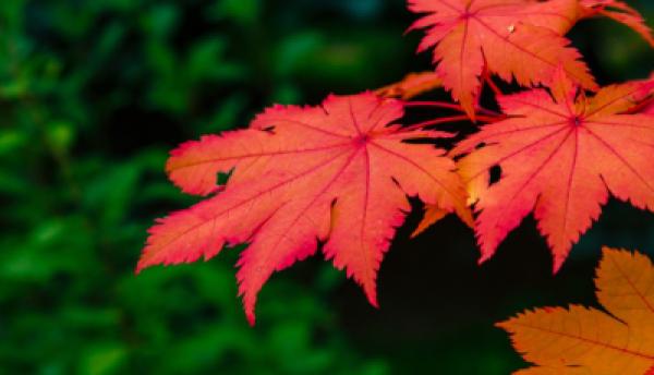 Herbst 025