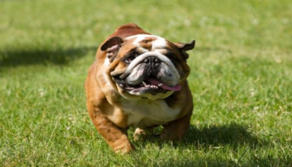 Hunde 004