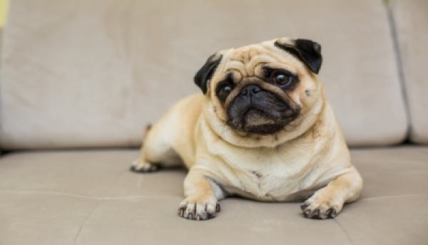 Hunde 006