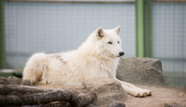 Hunde 007