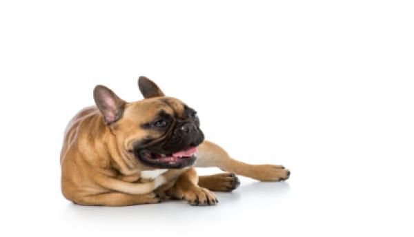 Hunde 013