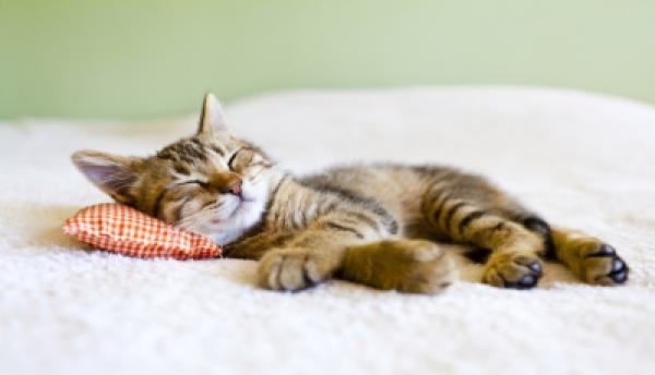 Katzen 002