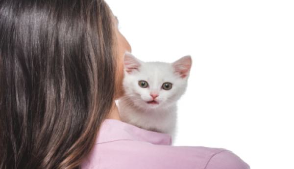 Katzen 008