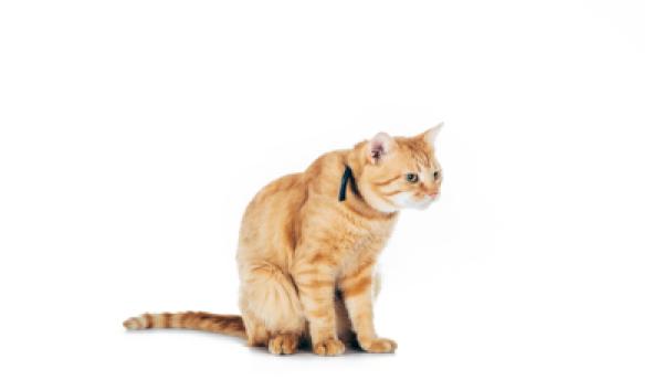 Katzen 014