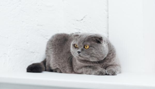 Katzen 016