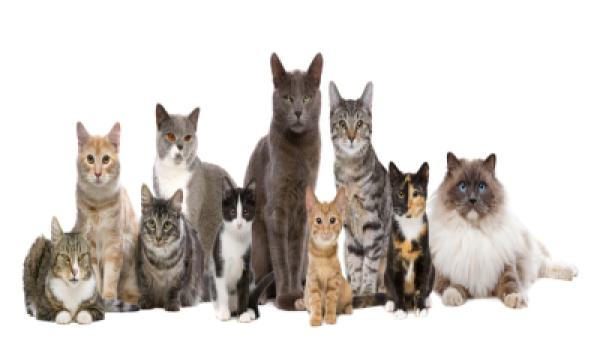 Katzen 019