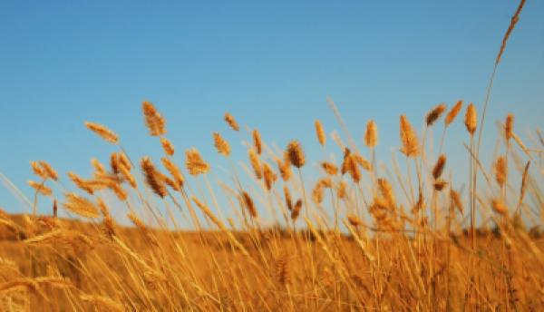 Natur 002