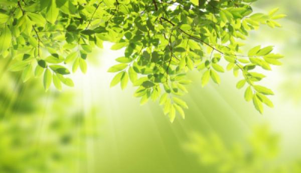 Natur 011