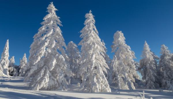 Natur 028