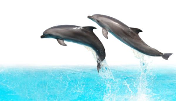 Tiere im Wasser 001