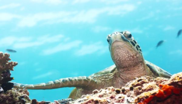 Tiere im Wasser 002