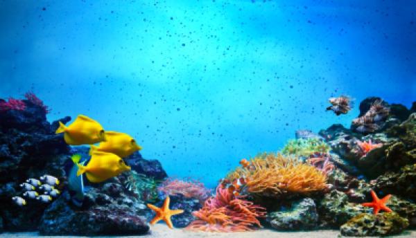 Tiere im Wasser 007